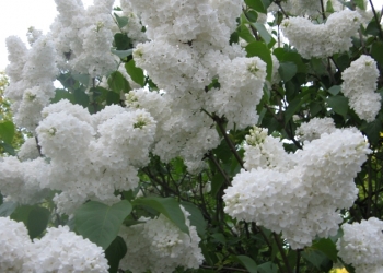 Волинські святині