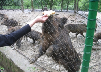 Замкове намисто Закарпаття